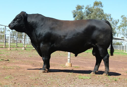 Raff Angus sires and females